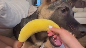 Puppy Chooses Hand Over Banana Toy