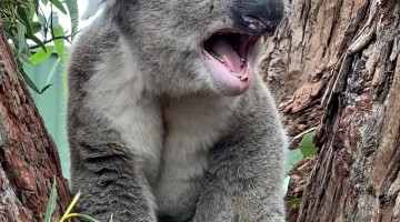 Grumpy Koala Bellows at New Neighbour