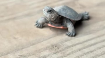 Baby Turtle Found In Equestrian Area