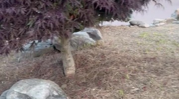 Couple on Anniversary Trip Encounter Black Bear Downtown