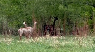 Llamas and Alpacas on the Trail Cross Over River