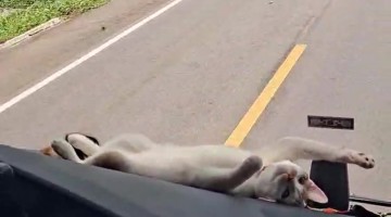 Cute Cat Rides on Truck Dashboard