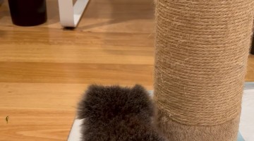 Koala Joey Louise Does Midnight Zoomies