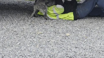 Velcro Pup Won't Let Dad Work on Truck