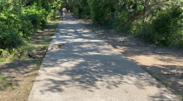 Baby Alligator Waddles Across Path