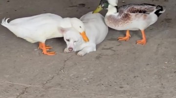 Two Ducks Grooming a Dog