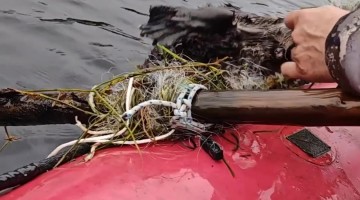 Rescuing a Beaver Tangled in Fishing Nets
