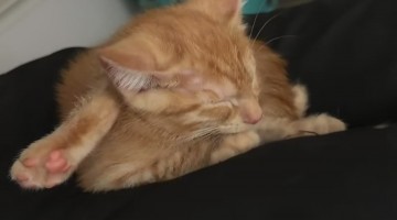 Orange Kitten Sleeps With Leg behind Head