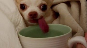Lopsided Cup Pup