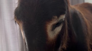 Tired Donkey Nodding Off To Snoring Sleep