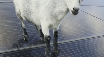 Silly Goat Tap Dancing on Solar Panels Won't Listen