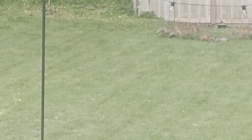 Foxes Made a Den Under Our Shed
