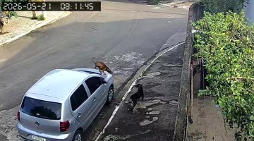 Two Dogs Wrestle On Car Roof