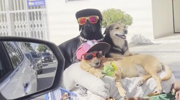Man Shows Off Stylish Dog Squad