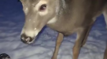 Pickles the Deer Plays in Snow