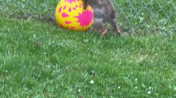 Bunny Plays With Ball