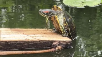 Turtle Falls Off Log After Heroic Climbing Attempt