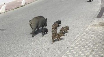 Wild Boar Piglets Prance Through Streets