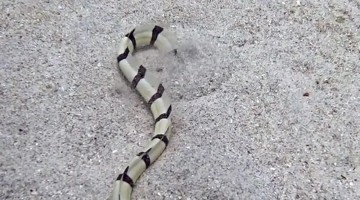 Striped Snake Eel Diving Into Sand