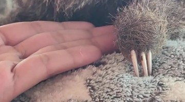 Adorable 4-Day-Old Baby Sloth