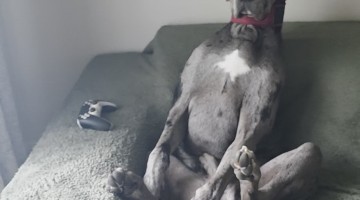 Great Dane Sitting Up Like a Human