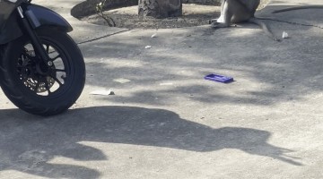 Naughty Monkeys Grab Driver's Food