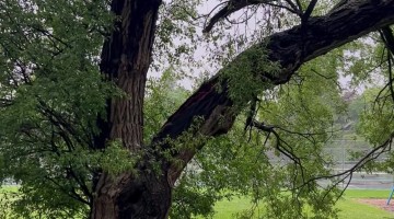 Catching a Tree in the Act of Falling