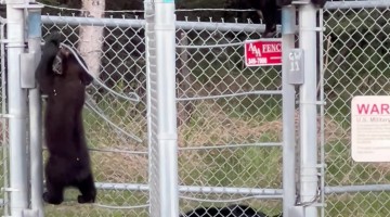 Black Bear Family Climbs Over Military Base Fence