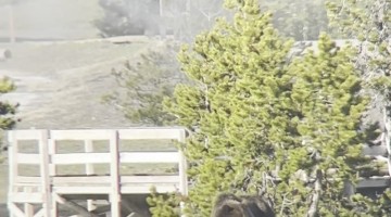 Grizzly Bear Walks Yellowstone Boardwalk