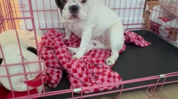 My Deaf Dog's Meal Routine