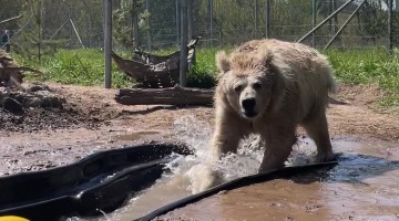 Rescued Himalayan Bear Splashing Water