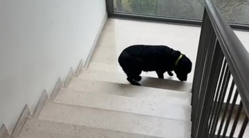Dog Climbs Stairs Backwards