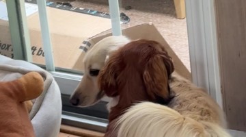 Dachshund Pup Learns From His Sibling