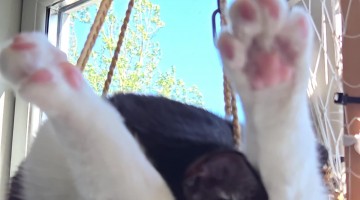 Comfy Cat Sleeps in Hanging Basket