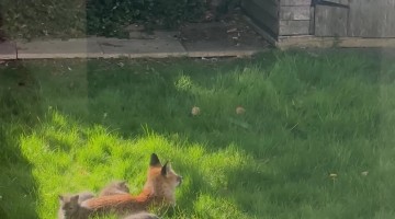 Fox Family Makes Home in London Garden