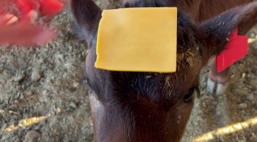 Hey! What's That on My Head?