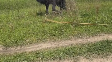 Horse Bucks Rider Off