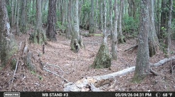 Black Bear Chases Off Coyote After Brief Stare Down