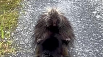 Baby Porcupine Starts Nursing After Hiding Behind Mama