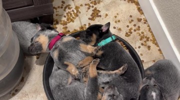 Puppies Sleeping in Food Bowl
