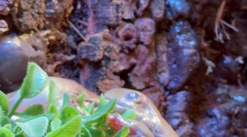 Feeding Eager White Tree Frogs