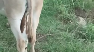Baby Goat Nurses From Pregnant Donkey