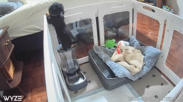Dachshund Puppy Problem Solves Out of Playpen