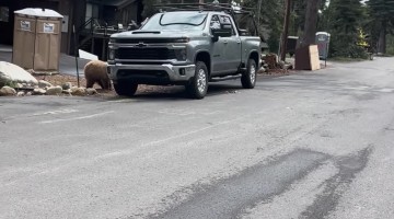 Bear Climbs Into Truck and Steals Worker's Lunch