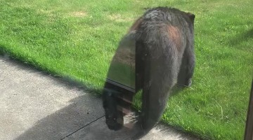 Startled Black Bear Tinkles Away