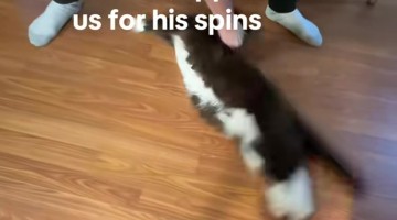 Tuxedo Cat Spin Time