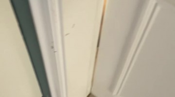 Golden Retriever Puppies Pile Out From Opened Door
