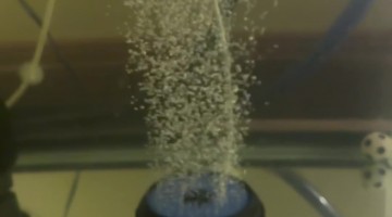 Reds Ranchu Goldfish Playing Soccer