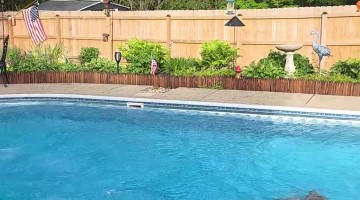 Dad and Duck Take a Dip