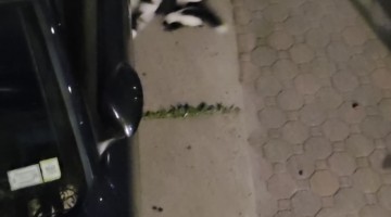Family of Skunks Out for a Nighttime Stroll